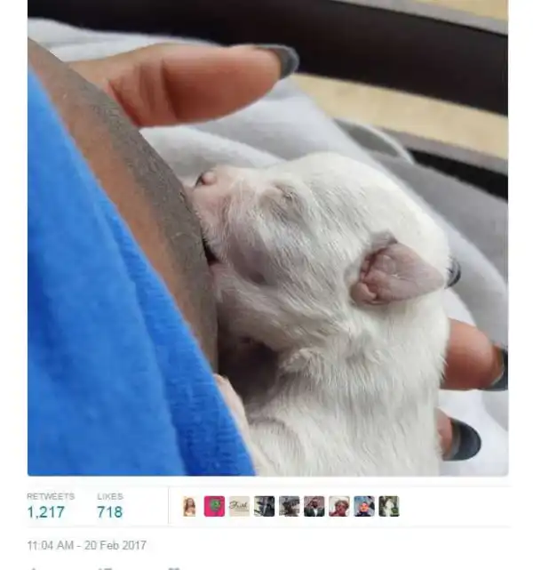 Crazy World: Woman Breastfeeds Dog after Its Mother Died (Photo)